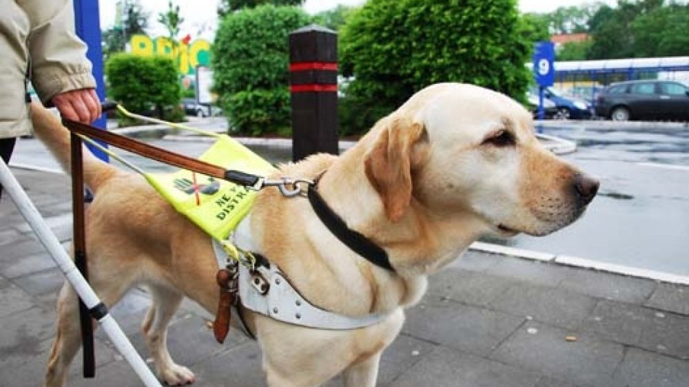 Trop de chiens-guides sont encore refus&eacute;s dans les espaces publics