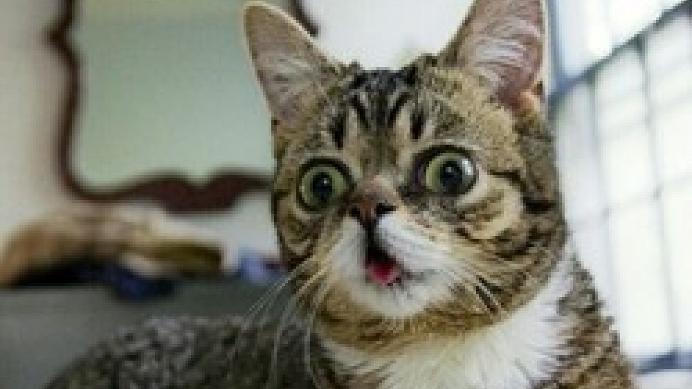 Lil Bub, la chatte handicap&eacute;e star du web