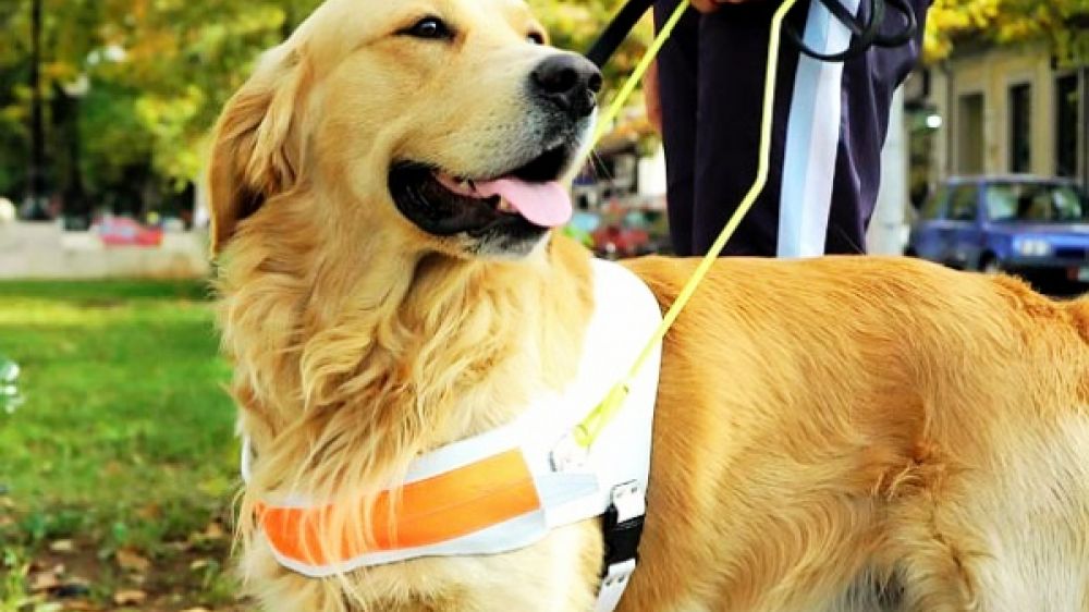Chaque ann&eacute;e, plus de 200 chiens guides sont remis aux personnes aveugles et malvoyantes.