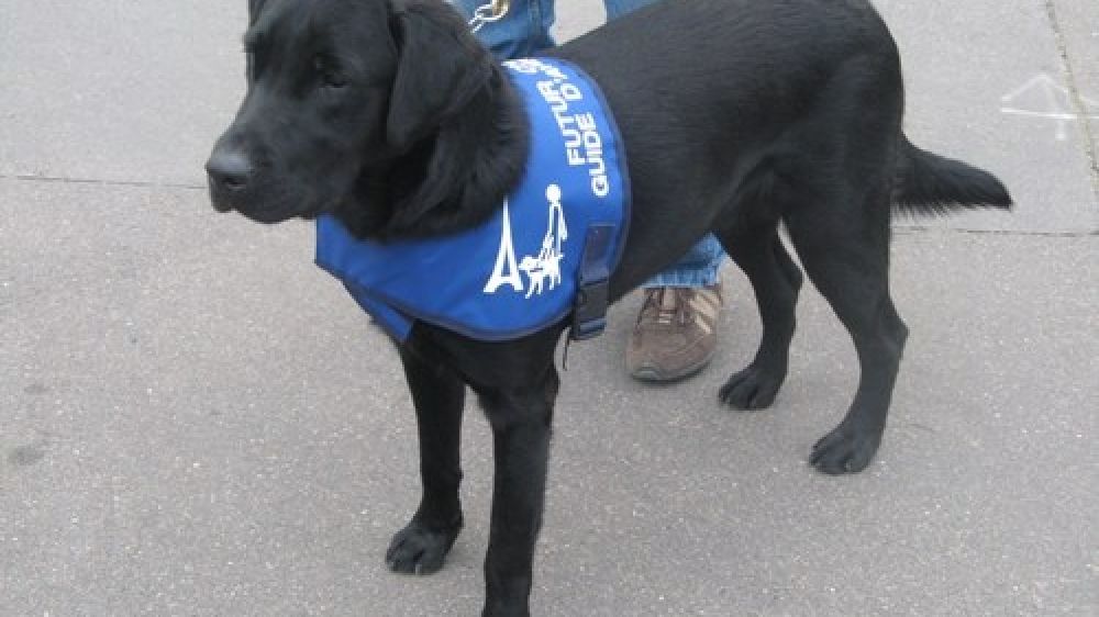La loi oblige &agrave; accepter le chien guide d&#039;une personne aveugle