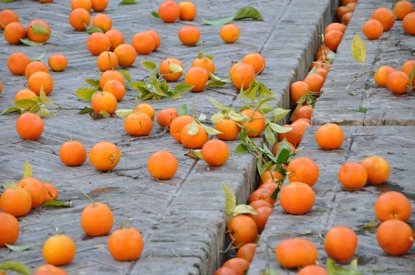 Oranges déversées sur la voie publique